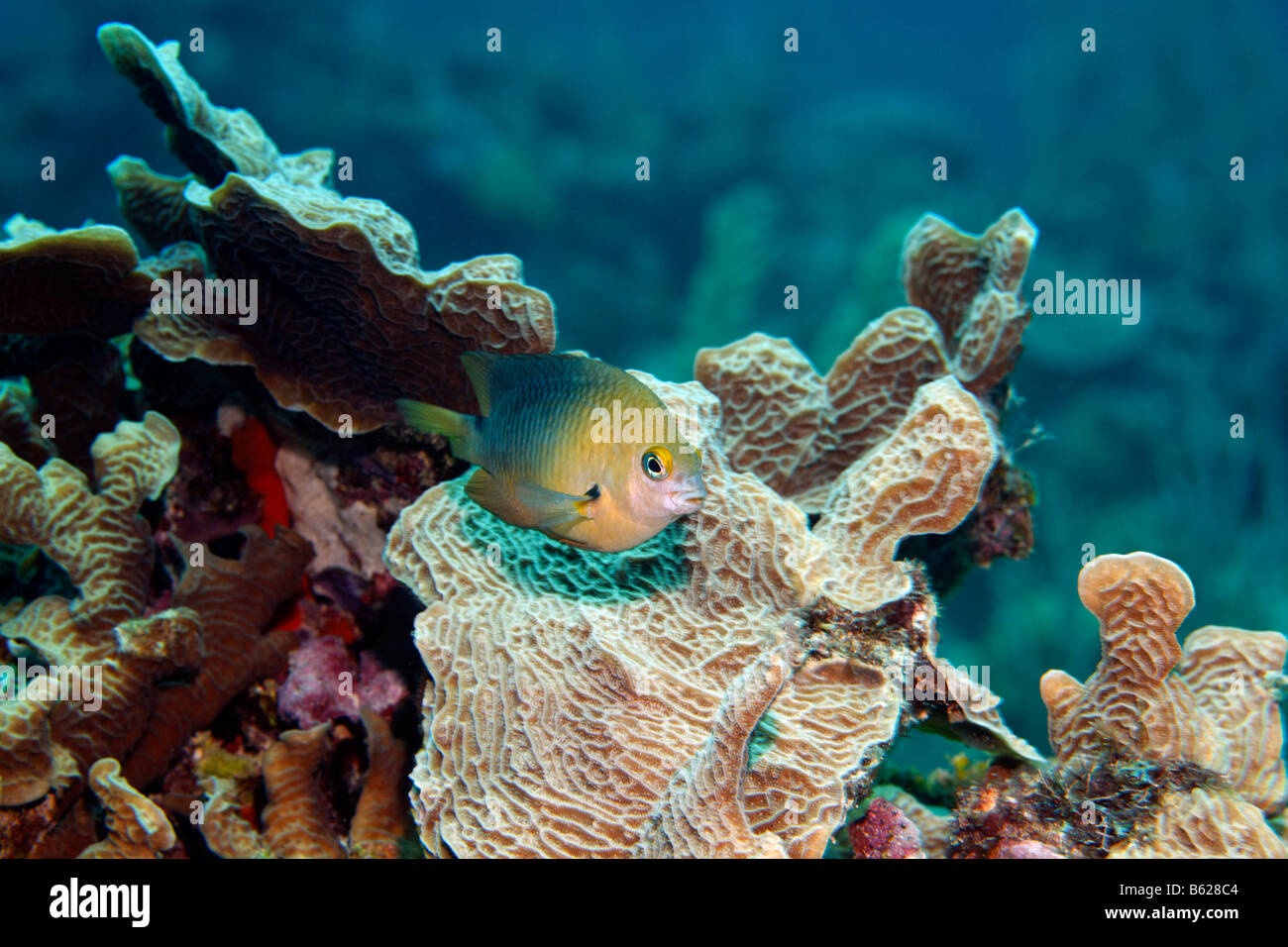 Brown Chromis (Chromis multilineata), Lettuce Coral (Agaricia agaricites), Barrier Reef, San Pedro, Ambergris Cay Island, Beliz Stock Photo