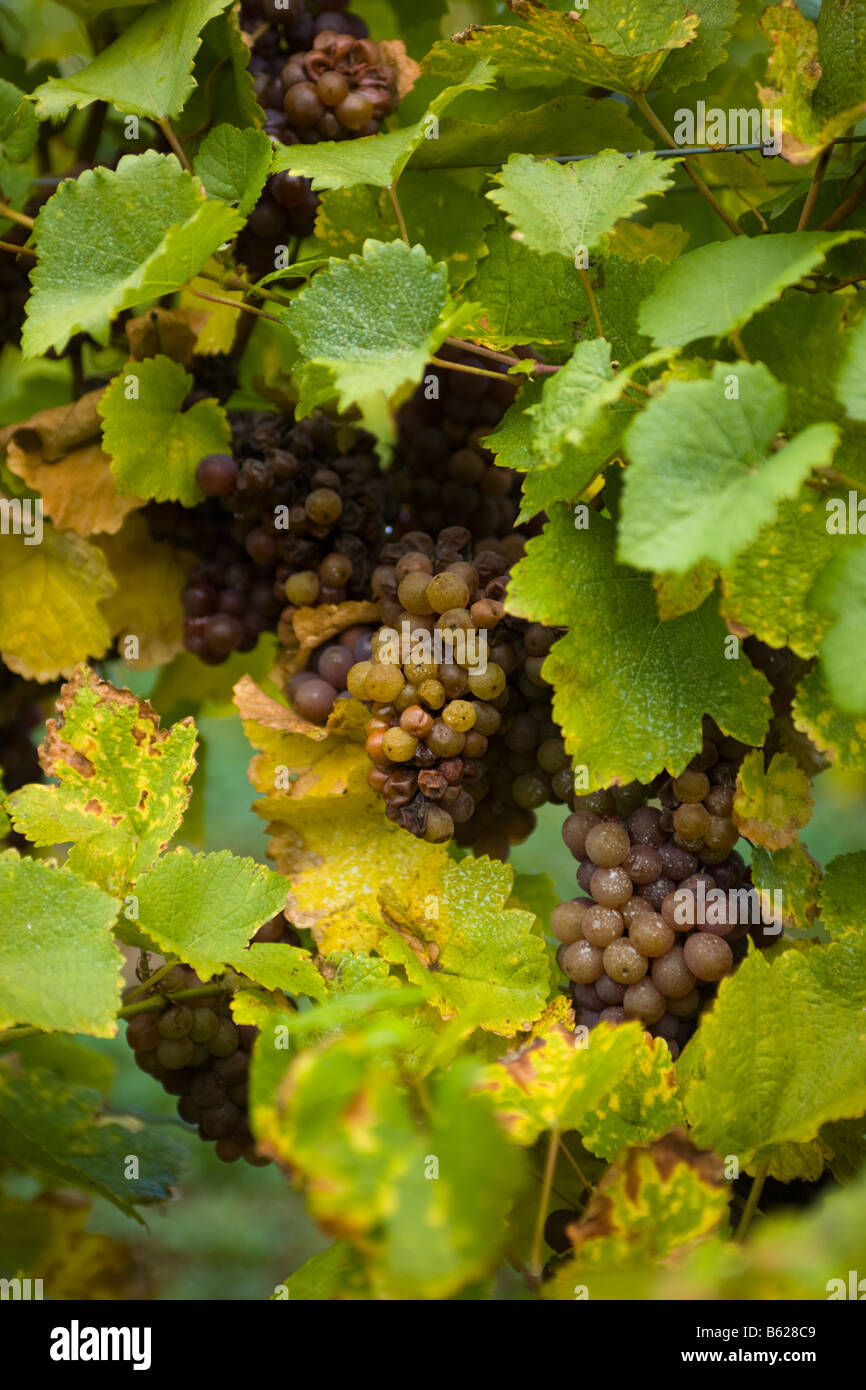 Late harvest grapes on vine Niagara Ontario Canada Stock Photo Alamy