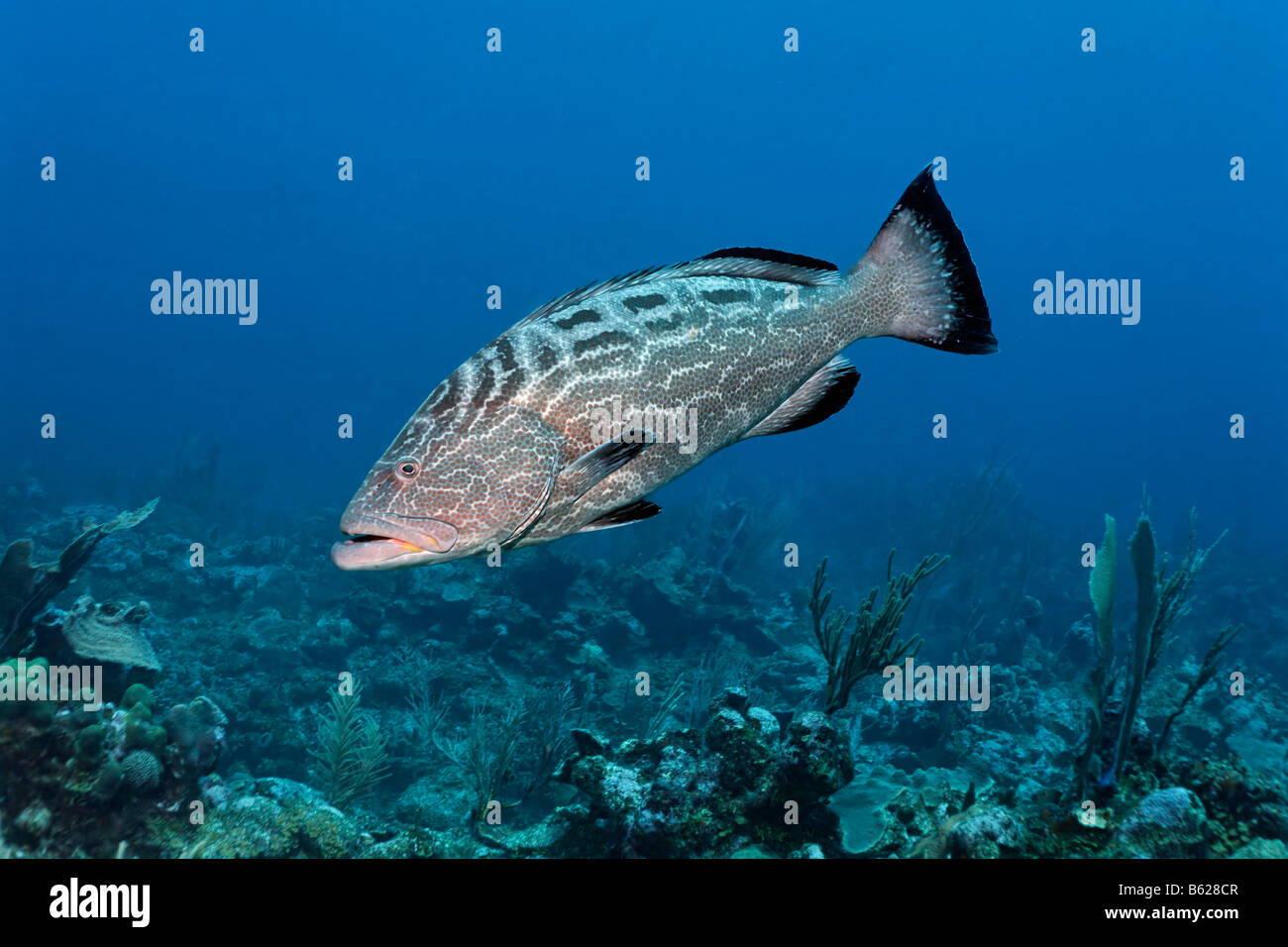 Black Grouper fish (Mycteroperca bonaci) swimming over a coral reef in search of prey, barrier reef, San Pedro, Ambergris Cay I Stock Photo