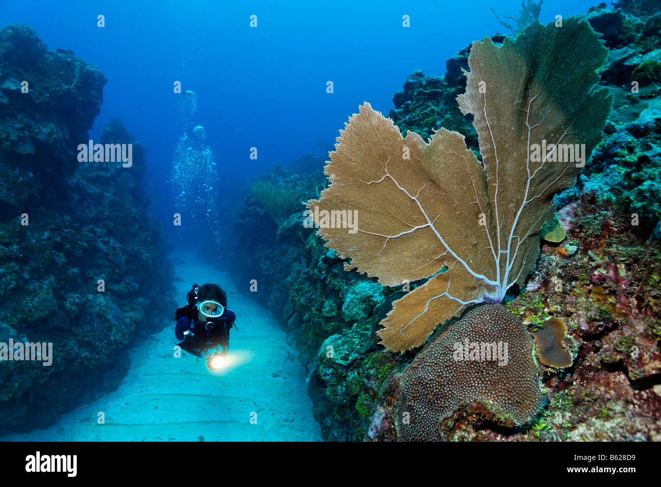 Scuba diver carrying a torch swims through a sandy bottomed channel between coral reefs and observes a Sea Fan coral (Gorgonia  Stock Photo