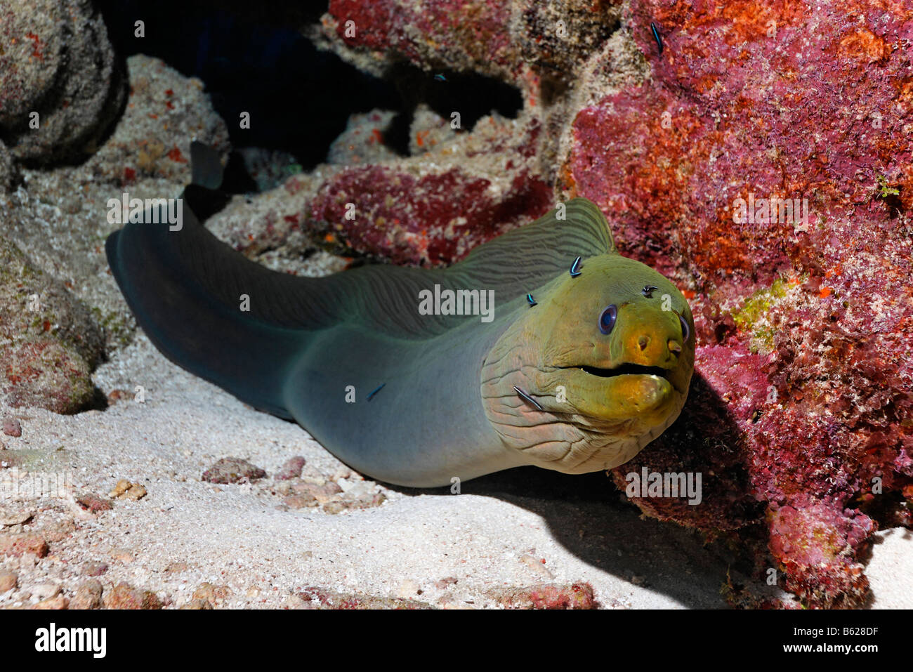 Green Moray (Gymnothorax funebris), an eel, looking inquisitively out