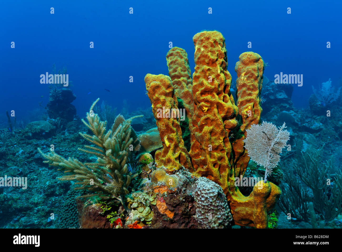 Stove Pipe Sponge (Aplysina sp.) growing amongst a variety of other corals on a coral reef, barrier reef, San Pedro, Ambergris  Stock Photo