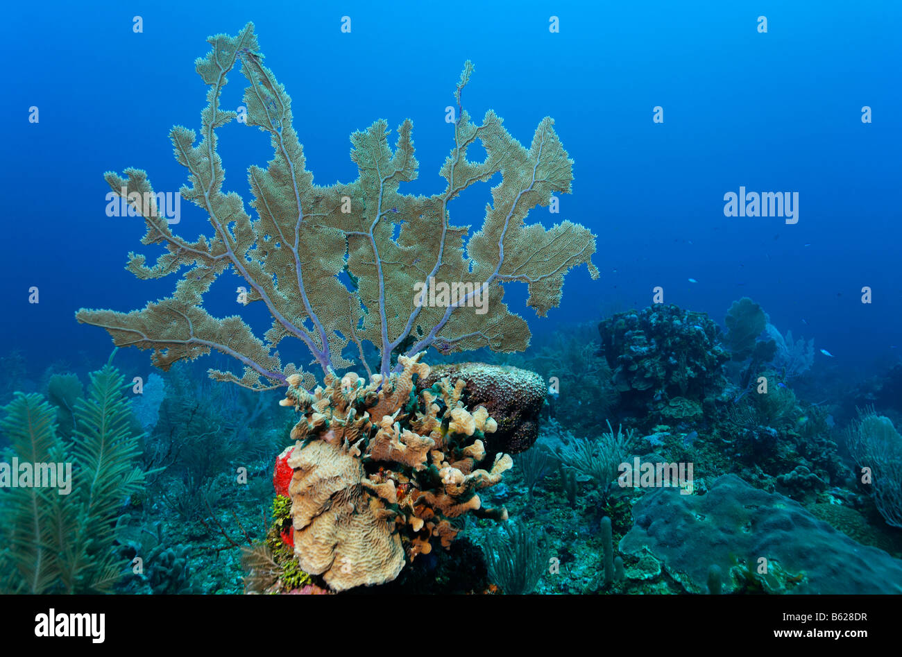 Common Sea Fan coral (Gorgonia ventalina) growing on a towering block of coral on a coral reef, barrier reef, San Pedro, Amberg Stock Photo