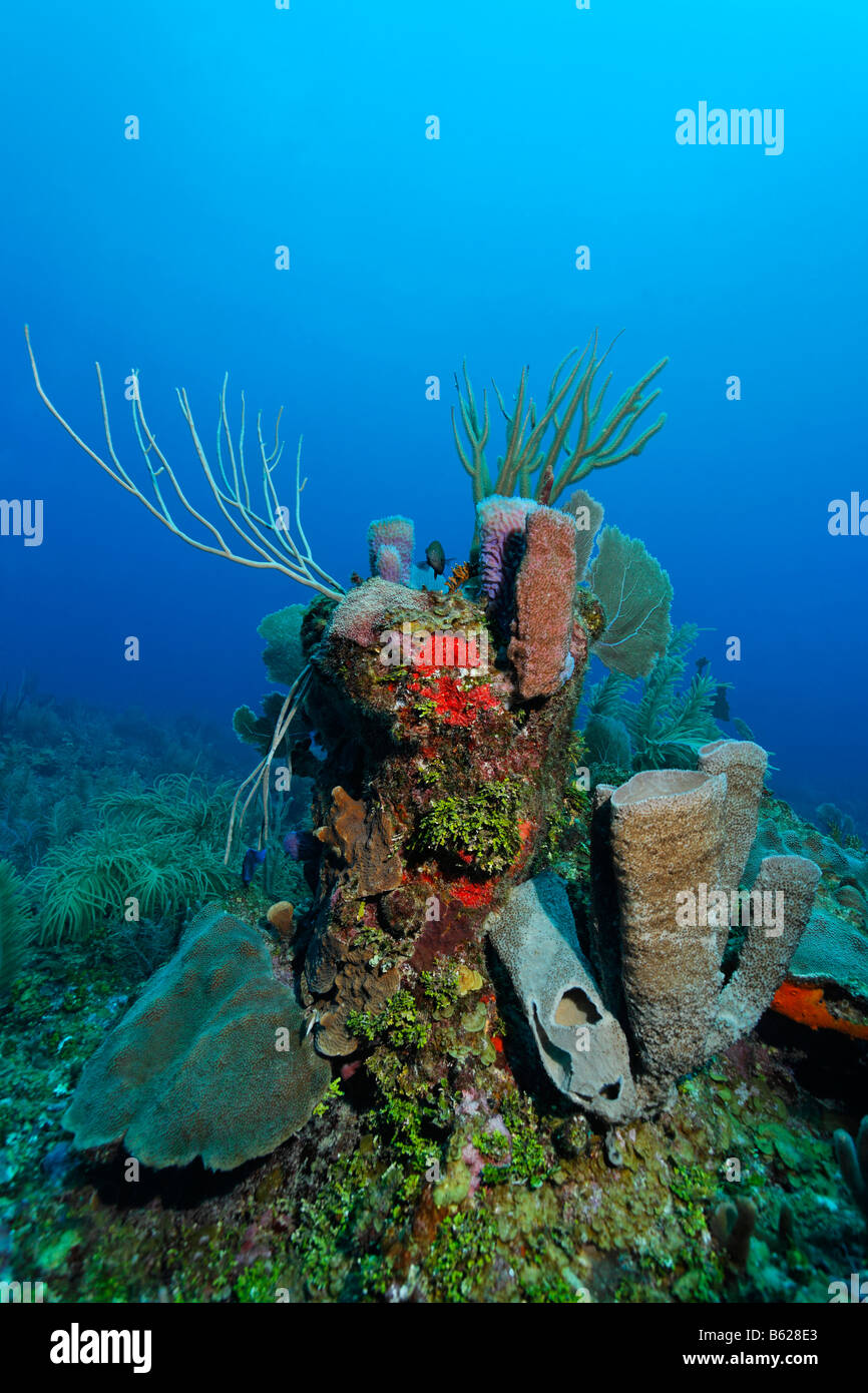 Block of coral covered with a variety of Sea Sponges (Demospongiae), corals and Halimeda Algae (Halimeda sp.), barrier reef, Sa Stock Photo