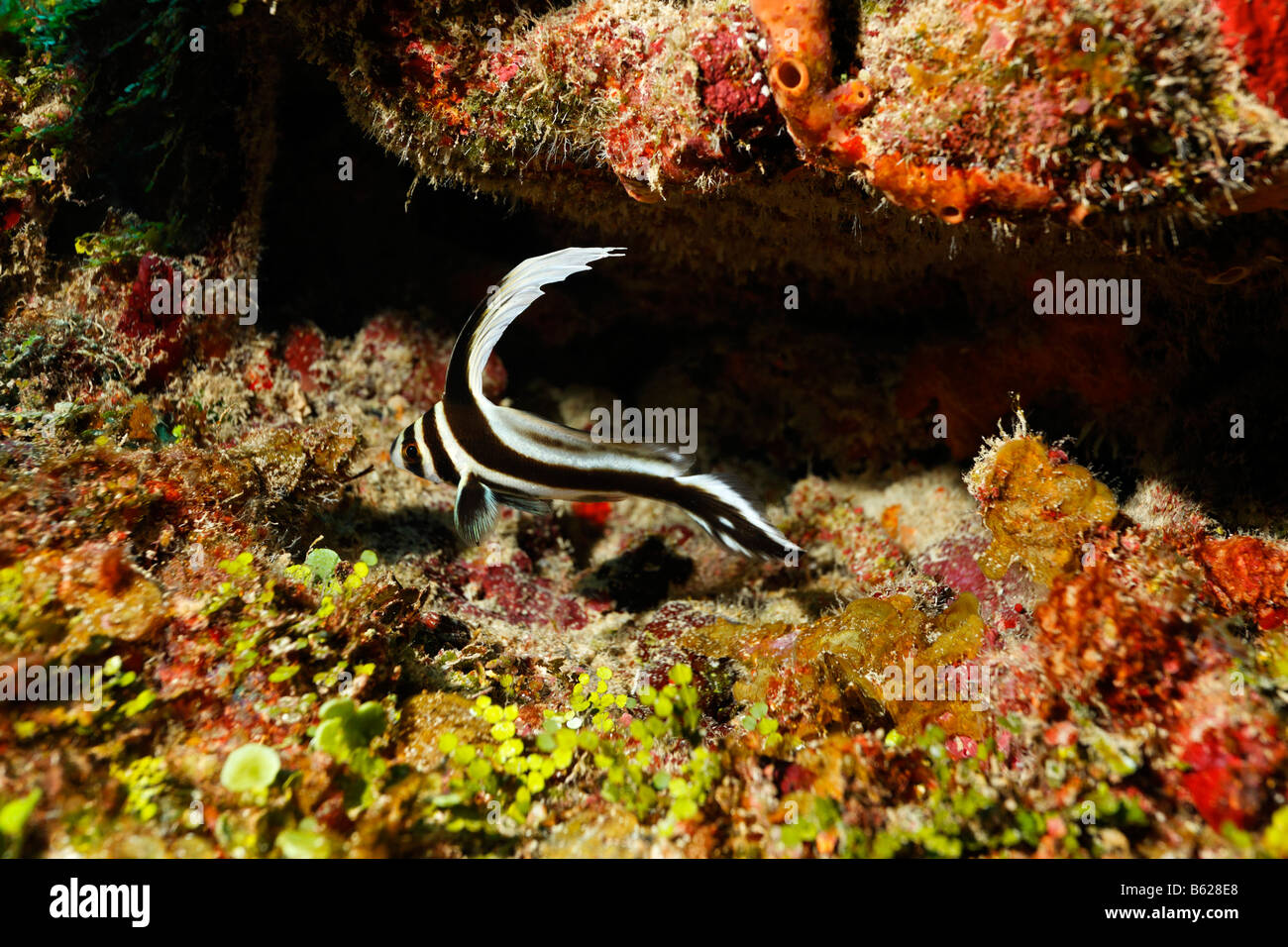 Jack-knifefish (Equetus lanceolatus) in front of his hiding place in a coral reef, barrier reef, San Pedro, Ambergris Cay Islan Stock Photo