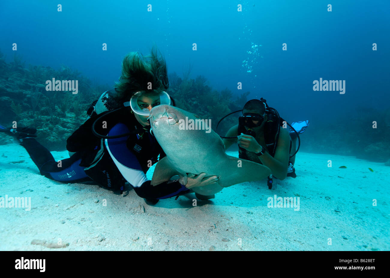 Scuba diver caressing the underside of a Nurse Shark (Ginglymostoma cirratum) in way that causes the shark to fall into a state Stock Photo
