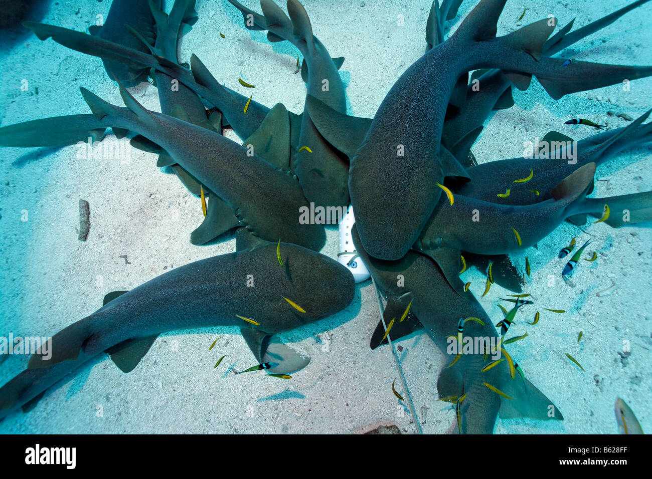 A school of Nurse Sharks (Ginglymostoma cirratum) attracted by a container of scent agents and bait lye on the sandy ocean floo Stock Photo