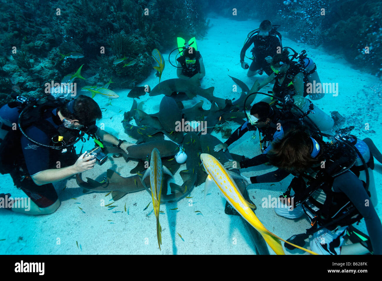 Scuba divers amongst a school of Nurse Sharks (Ginglymostoma cirratum) lying on the sandy ocean after having been attracted by  Stock Photo