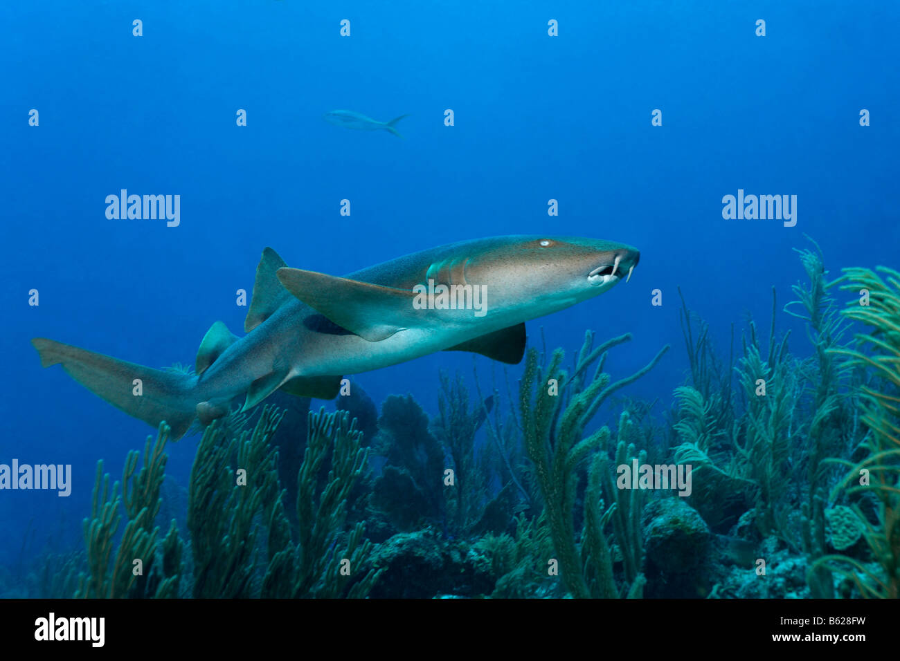 Nurse Sharks (Ginglymostoma cirratum) swimming amongst the coral reef in search of prey, barrier reef, San Pedro, Ambergris Cay Stock Photo