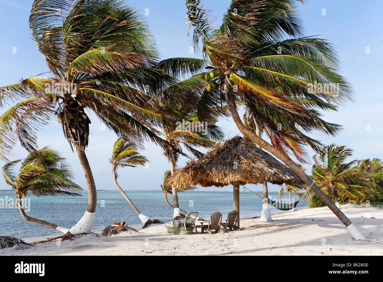 Beach with palm trees, Turneffe Flats, Turneffe Atoll, Belize, Central America, Caribbean Stock Photo