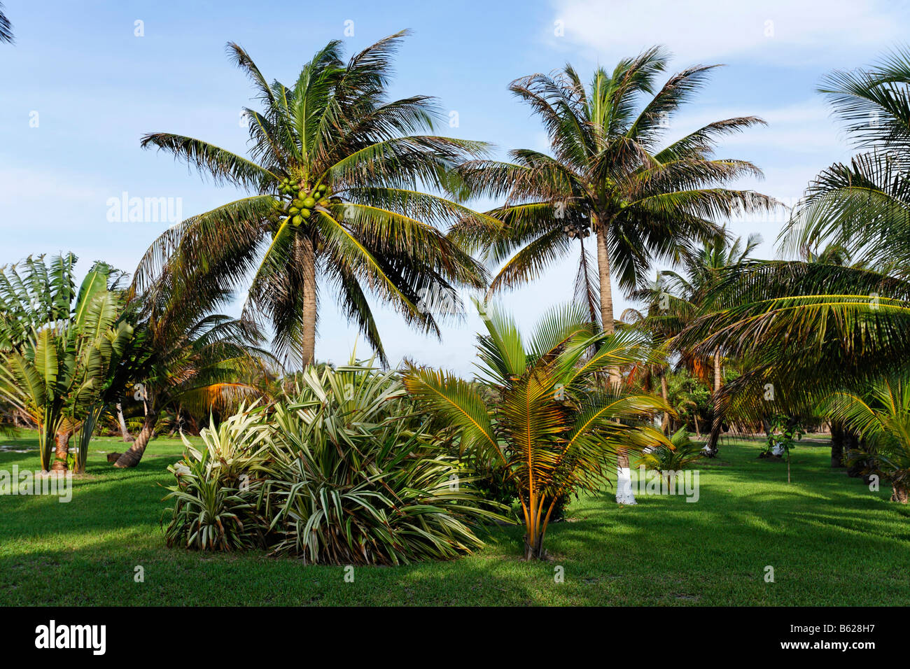 Garden, Turneffe Flats, Turneffe Atoll, Belize, Central America, Caribbean Stock Photo