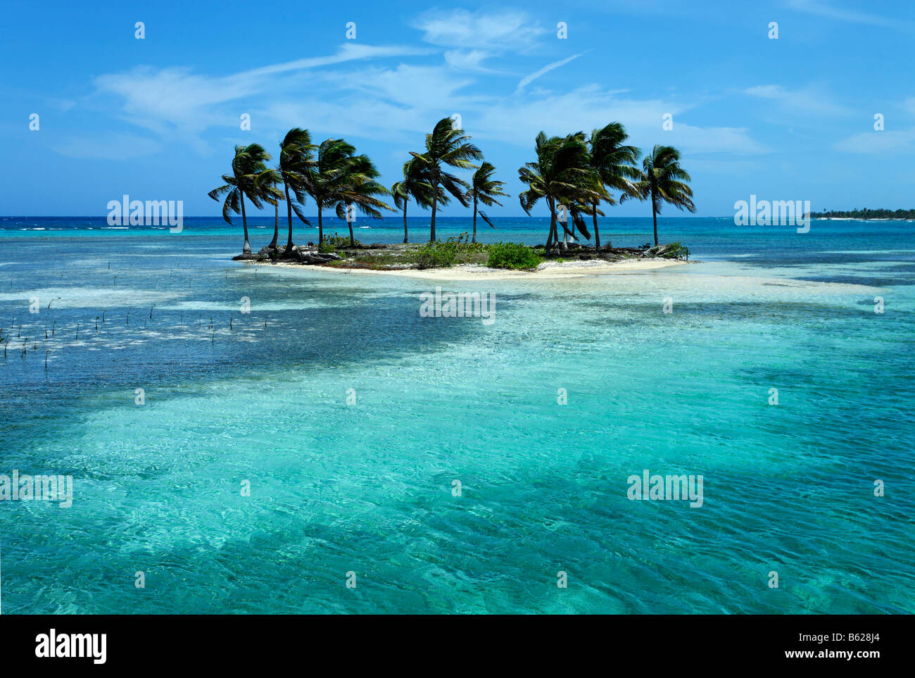 Small palm island in a lagoon, Turneffe Atoll, Belize, Central America, Caribbean Stock Photo