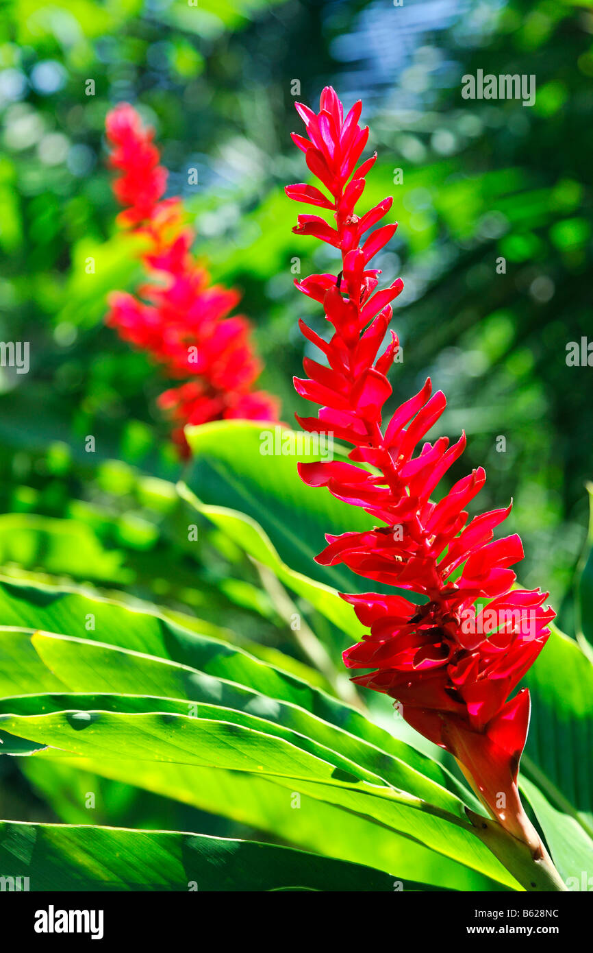 Two red blossoms, Zingiber (Zingiber), tropical, Punta Gorda, Belize, Central America, Caribbean Stock Photo