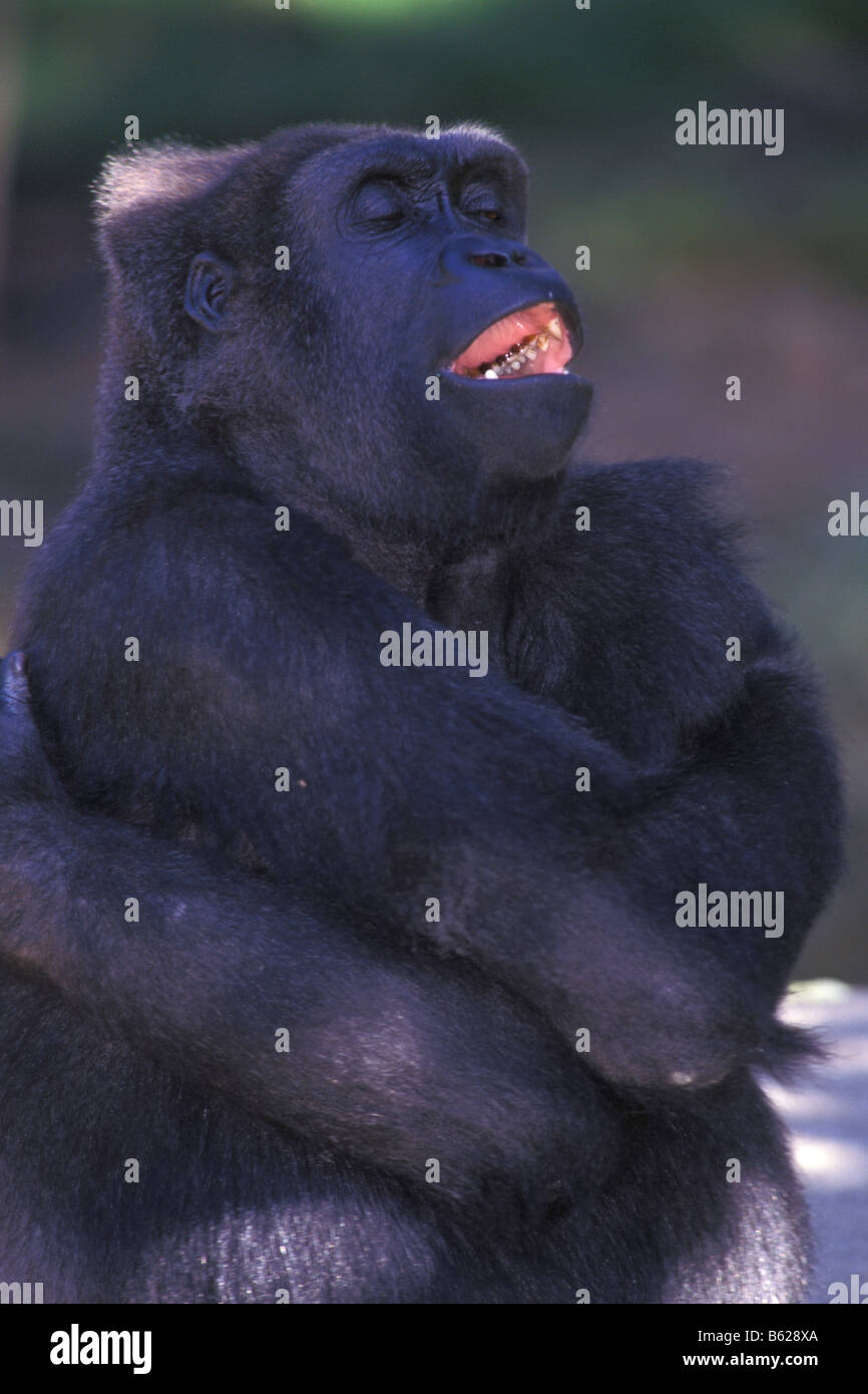 Gorilla gorilla gorilla sitting arms hires stock photography and