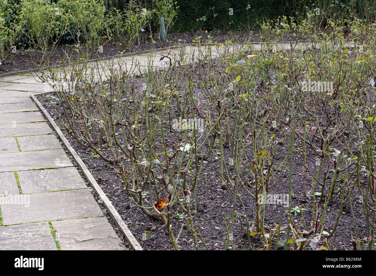 ROSE BEDS IN WINTER AT RHS ROSEMOOR GARDEN DEVON PHOTOGRAPHED WITH RHS PERMIT Stock Photo