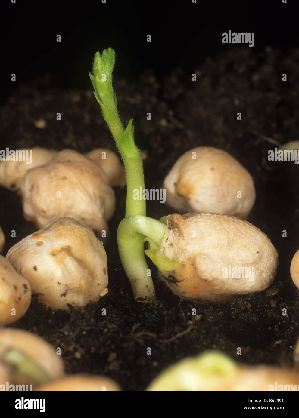 Seeds germinating hires stock photography and images Alamy
