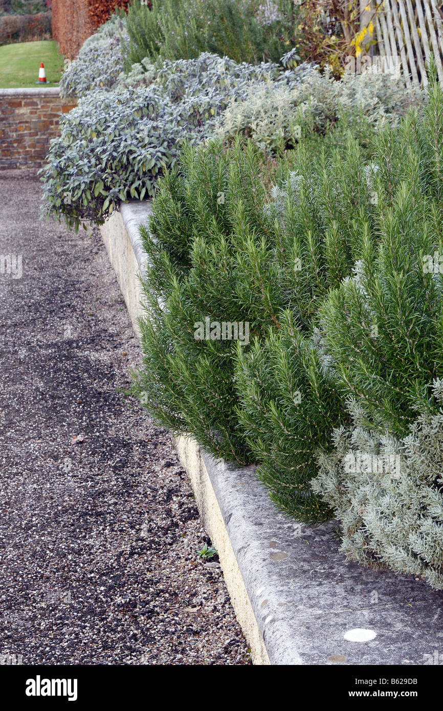USING EVERGREEN SHRUBS TO SOFTEN A HARD EDGE AT RHS ROSEMOOR GARDEN DEVON PHOTOGRAPHED WITH RHS PERMIT Stock Photo