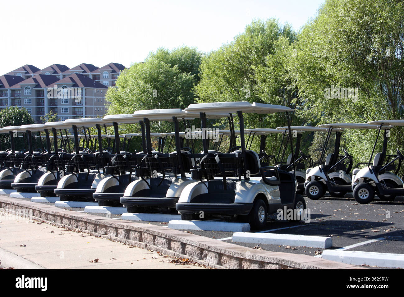 Yamaha golf carts lined up in the morning in the parking lot ready for