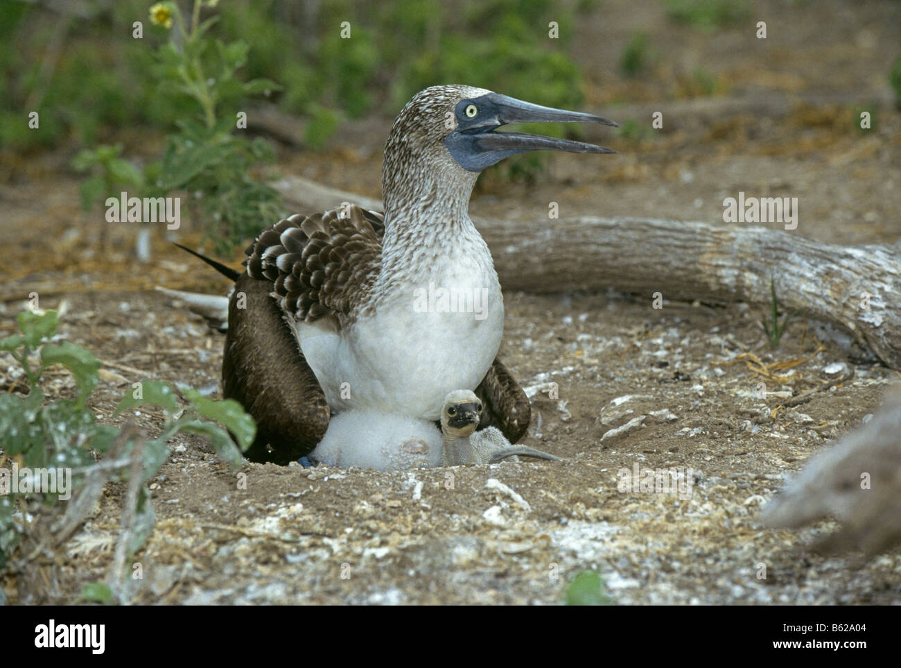 Portrait of a female blue footed booby Sula nebouxii with two babies in