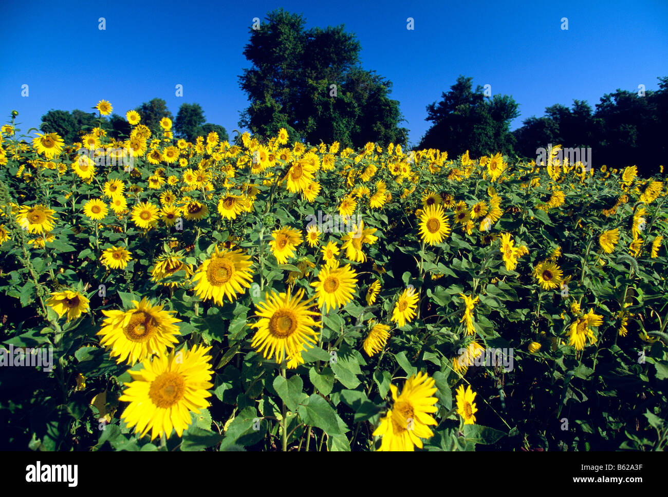 Hill girt farm hires stock photography and images Alamy