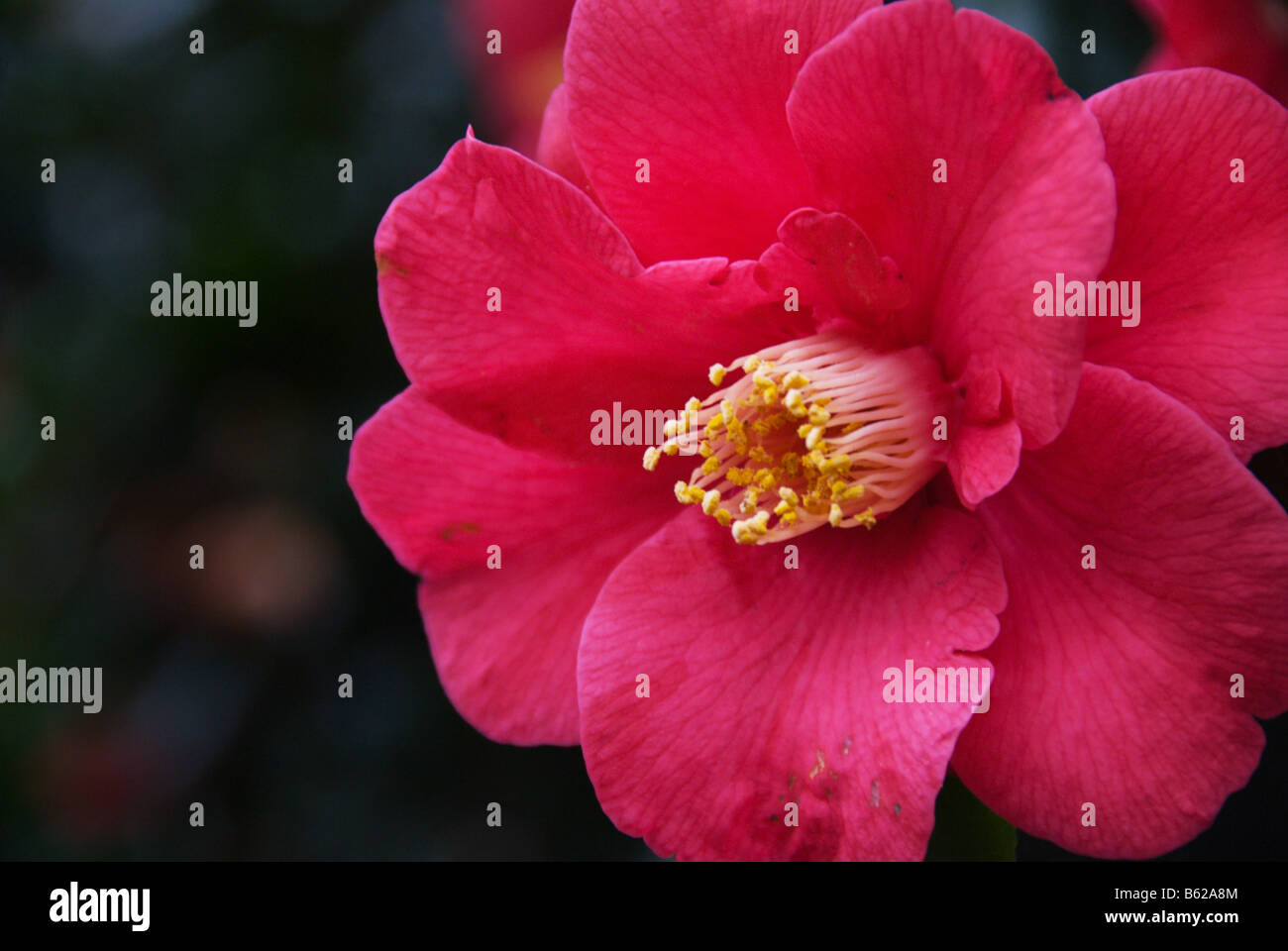 A single flower of a dark pink camellia (Camellia Japonica) blooming in