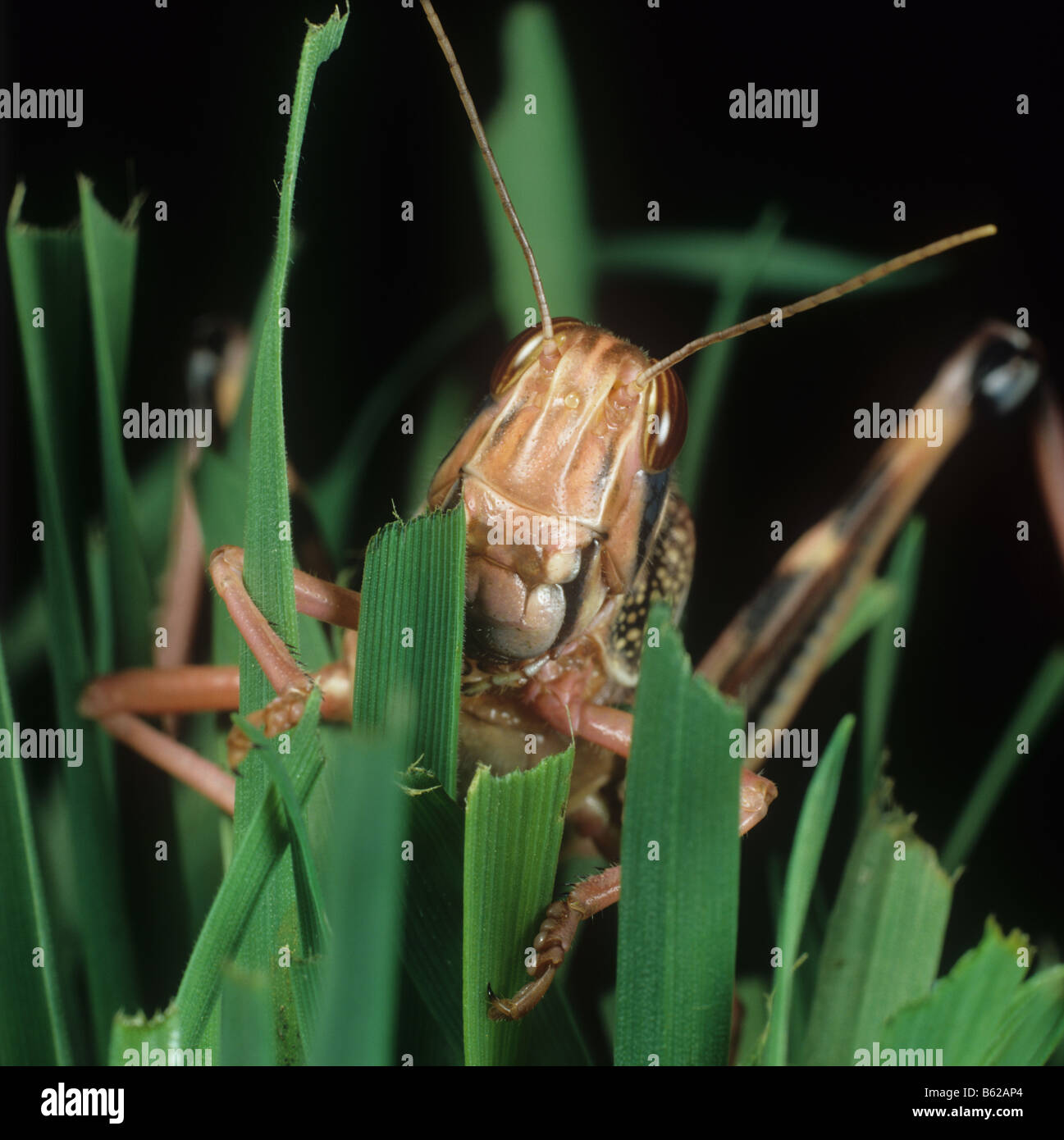 Desert locust Schistocerca gregaria head on through damaged wheat Stock Photo