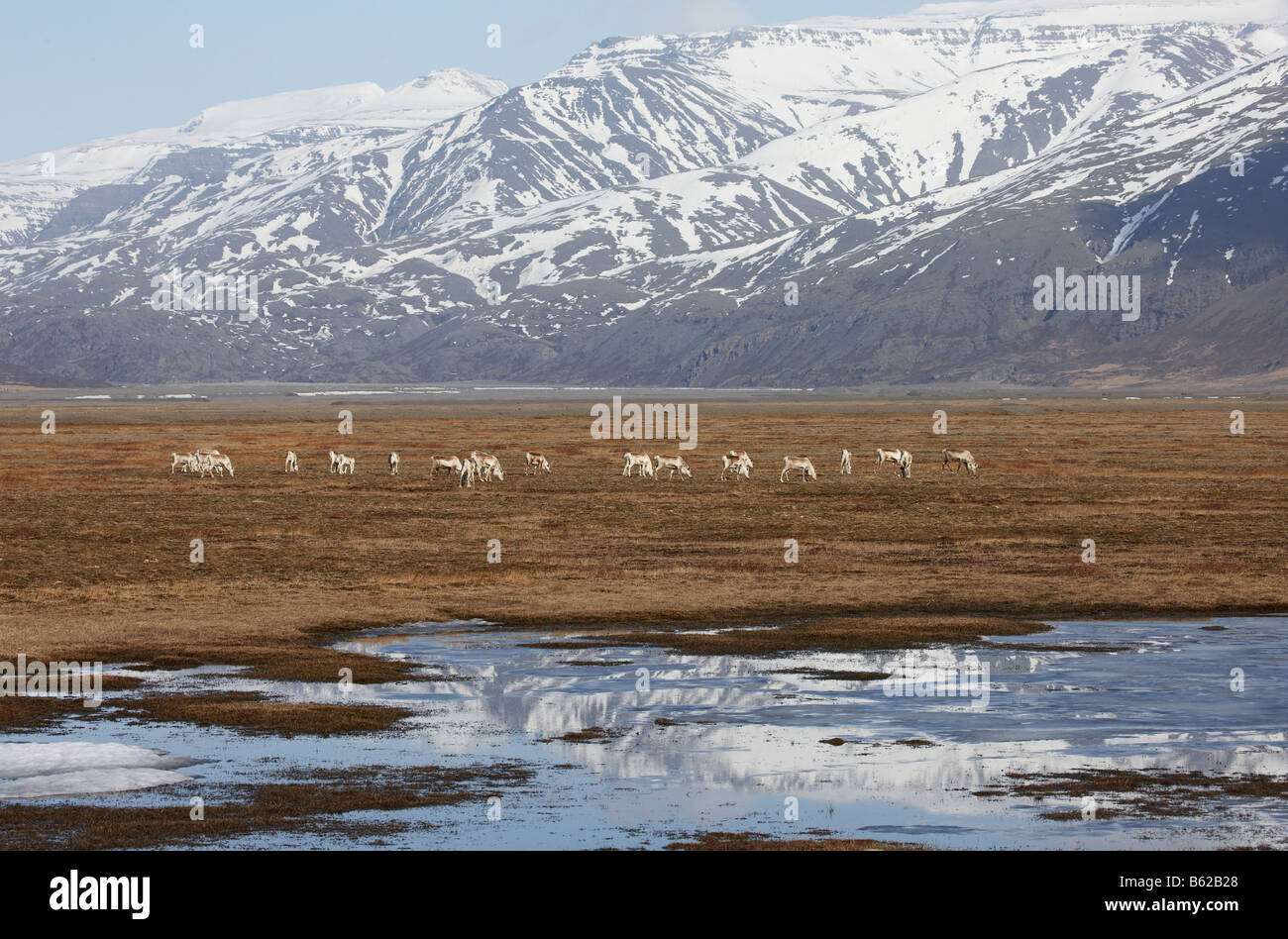 Reindeer herd grazing, Hornafjordur fjord Eastern Iceland, Stock Photo