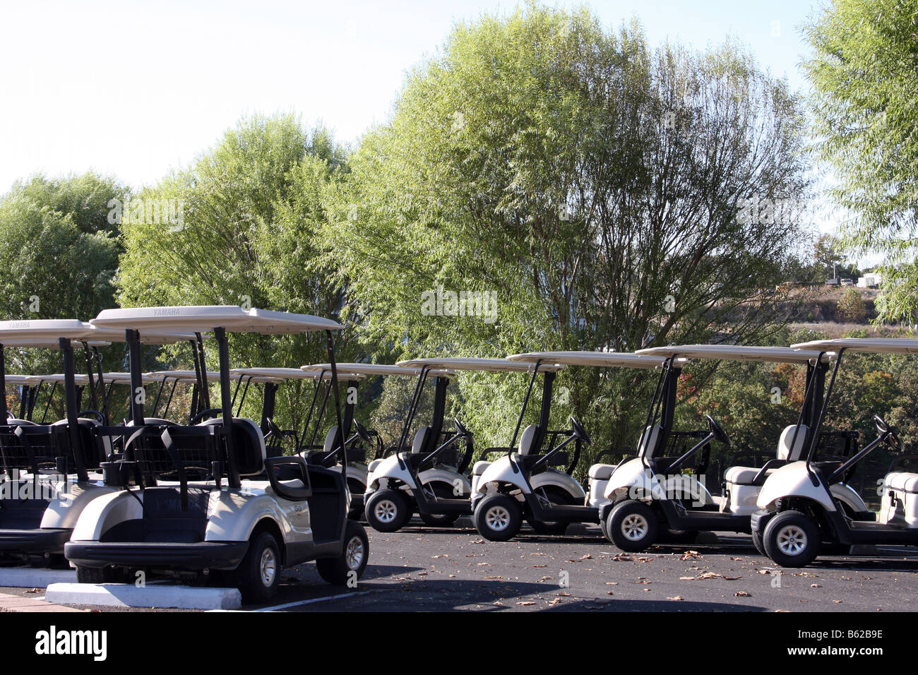Yamaha golf carts lined up in the morning in the parking lot ready for
