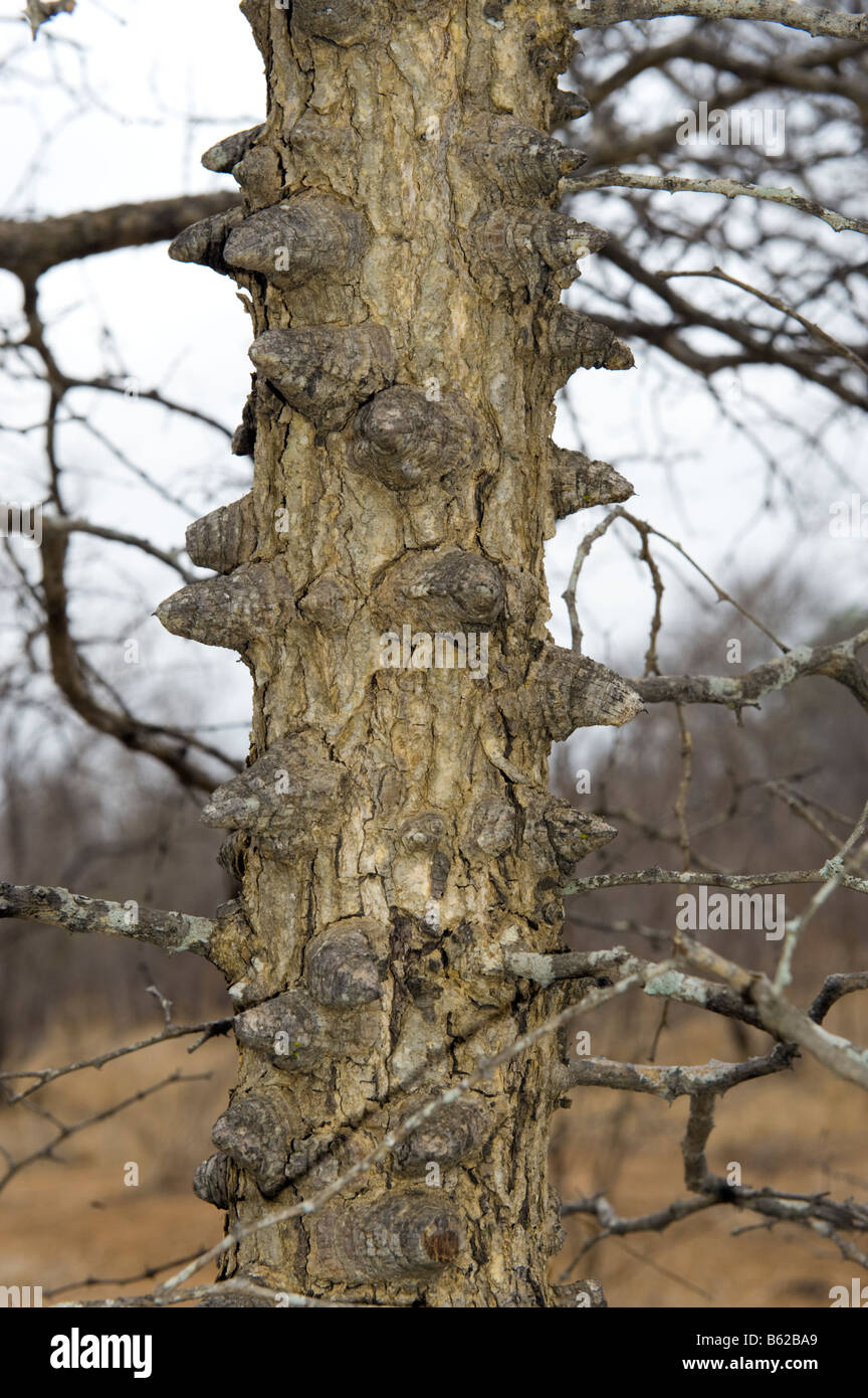 knob knobthorn ACACIA nigrescens long thorn needle spike hurt hurting thicket boscage coppice south africa tree Stock Photo