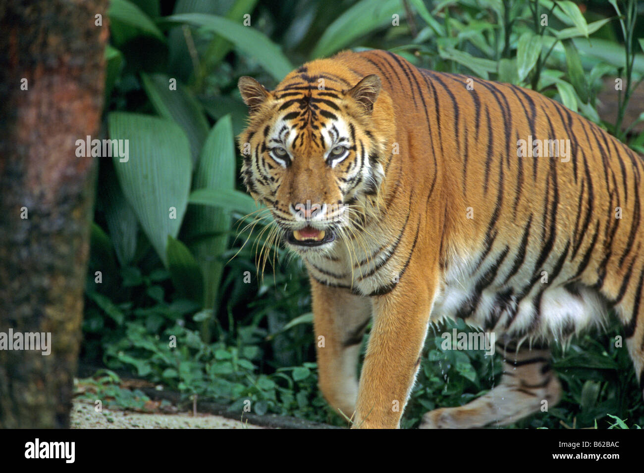 Sumatran Tiger (Panthera tigris sumatrae) walking in jungle Stock Photo