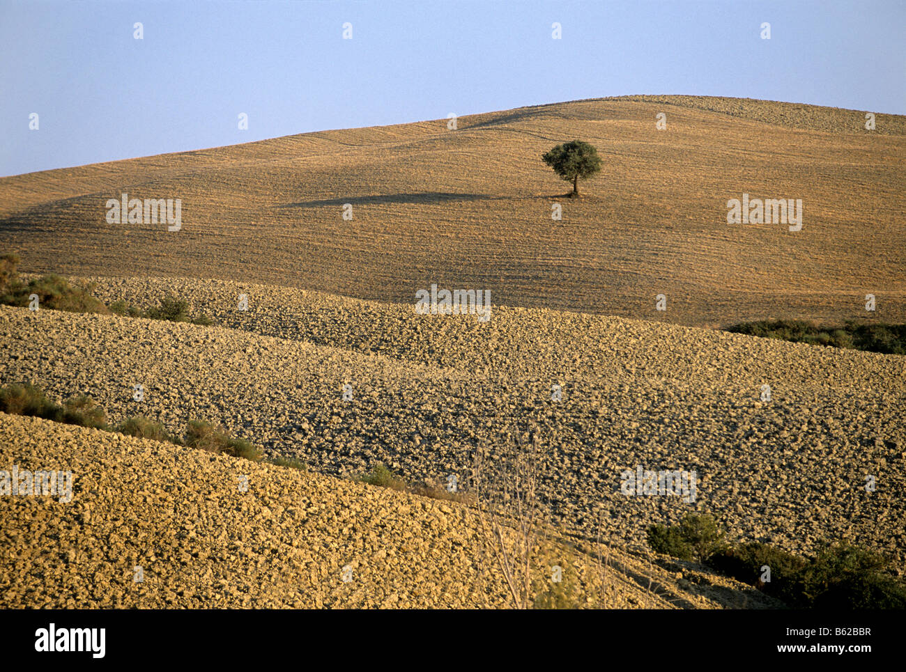 Solitary tree standing in a ploughed field, landscape, Val d' Orcia near Monticchiello, Province of Siena, Toscany, Italy, Euro Stock Photo