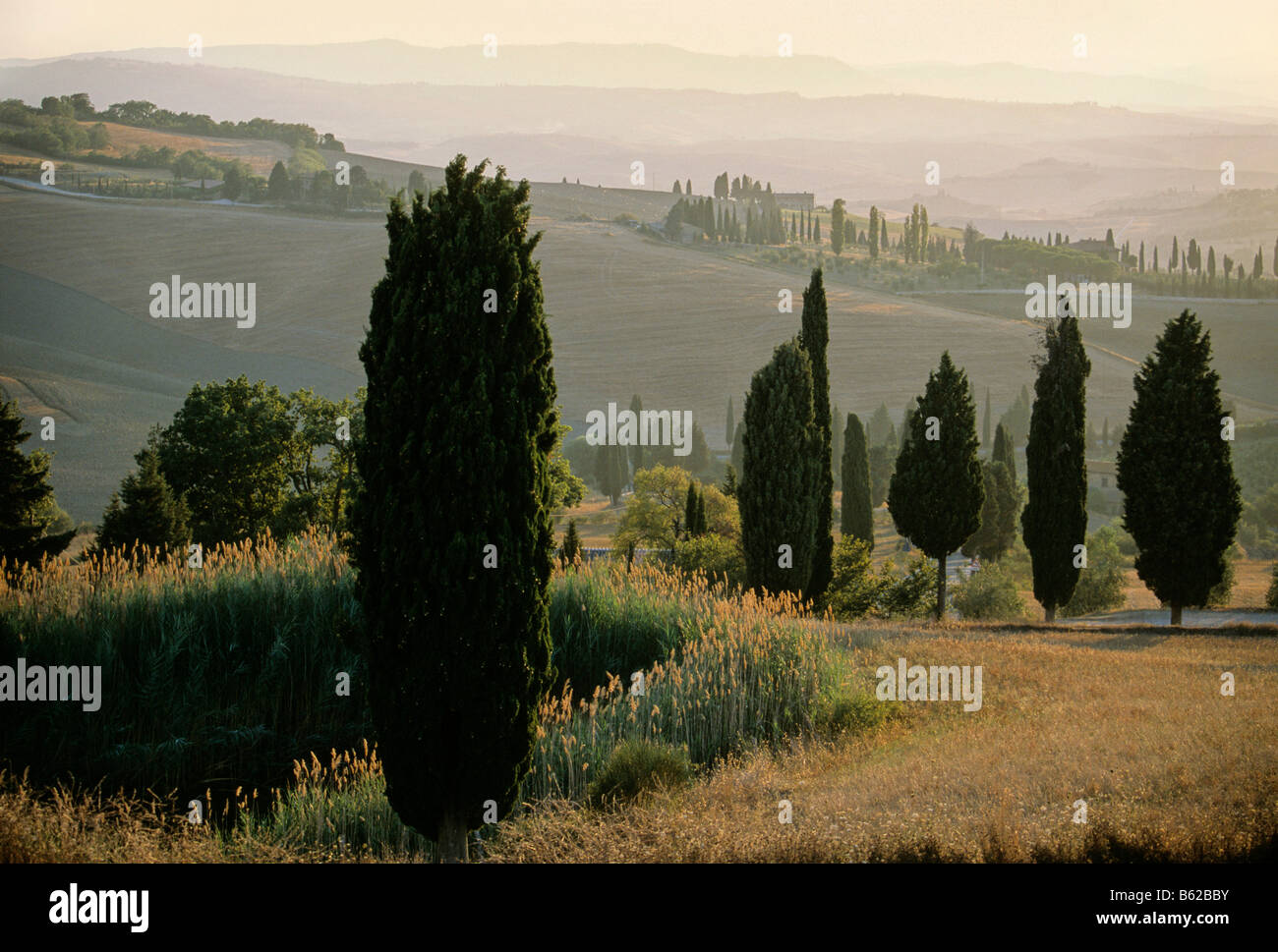 Landscape with cypress trees at dusk, Val d' Orcia near Monticchiello, Province of Siena, Toscany, Italy, Europe Stock Photo