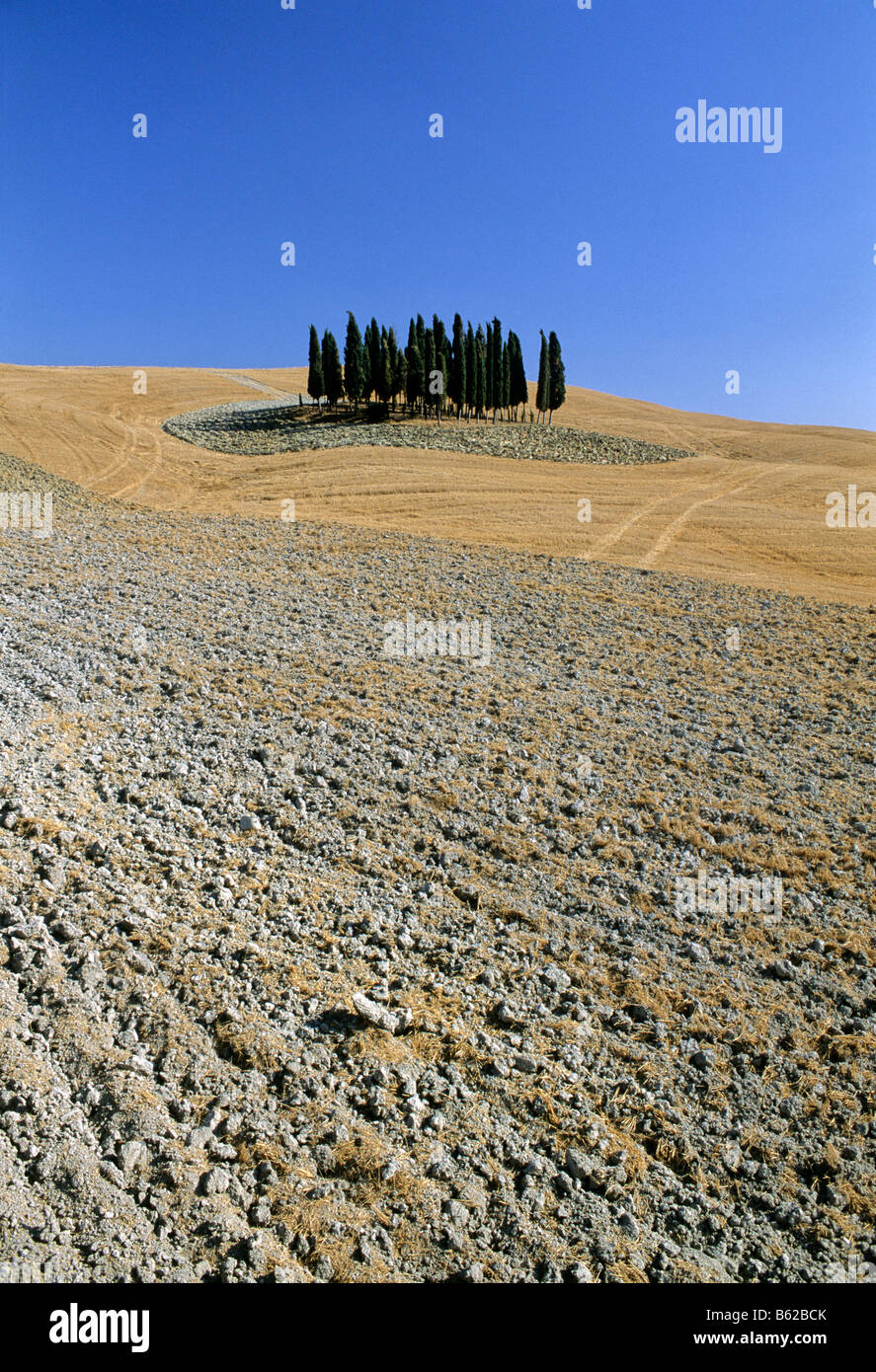 Harvested wheat fields, ploughed field and cypress trees, landscape near Montalcino, Province of Siena, Toscany, Italy, Europe Stock Photo