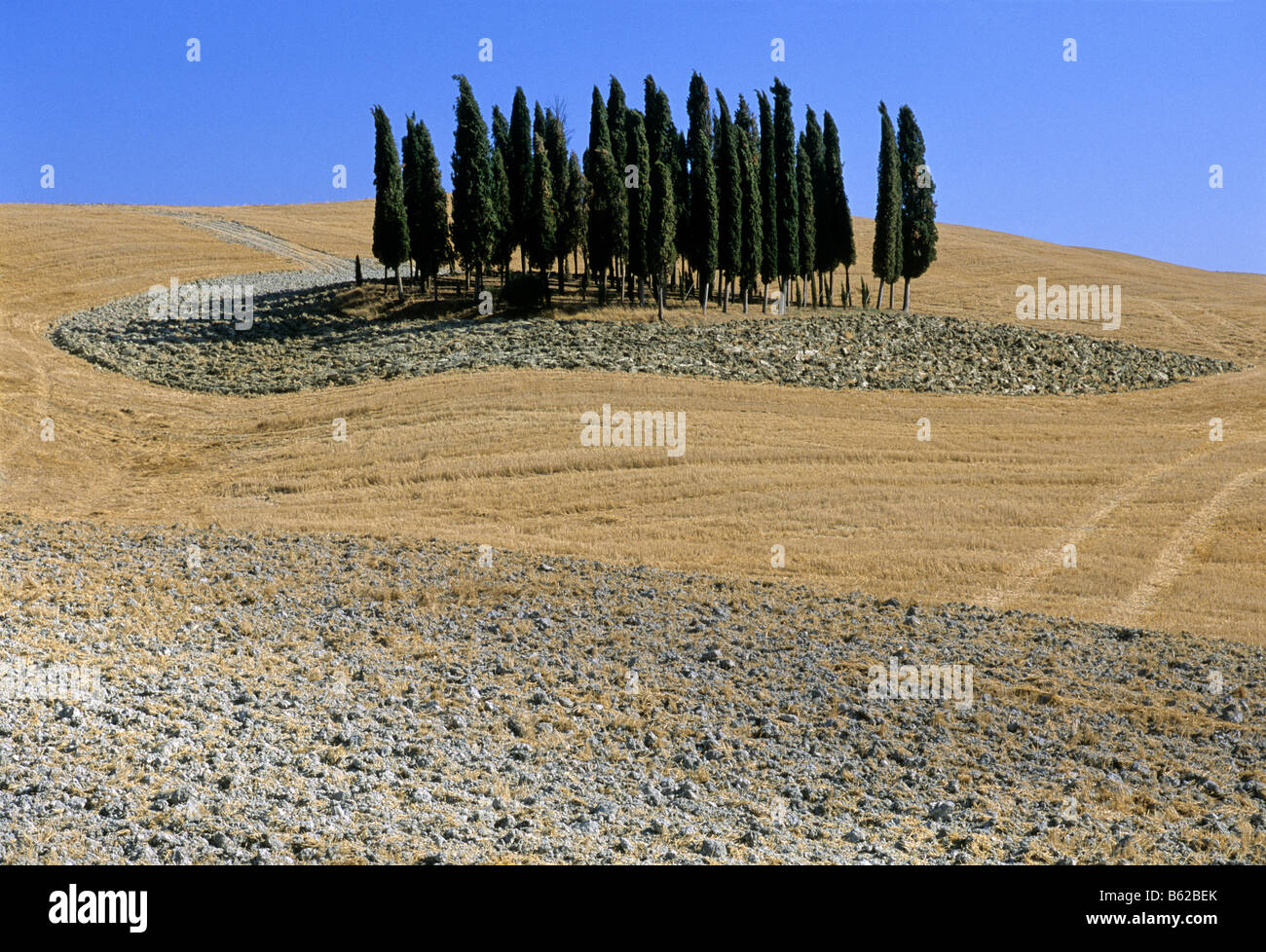 Harvested wheatfields, plowed field, cypress trees, landscape near Montalcino, Siena Province, Tuscany, Italy, Europe Stock Photo