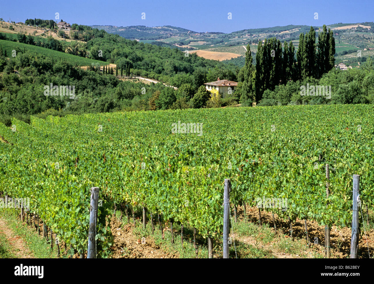 Vineyard near Castellina in Chianti, Siena Province, Tuscany, Italy, Europe Stock Photo