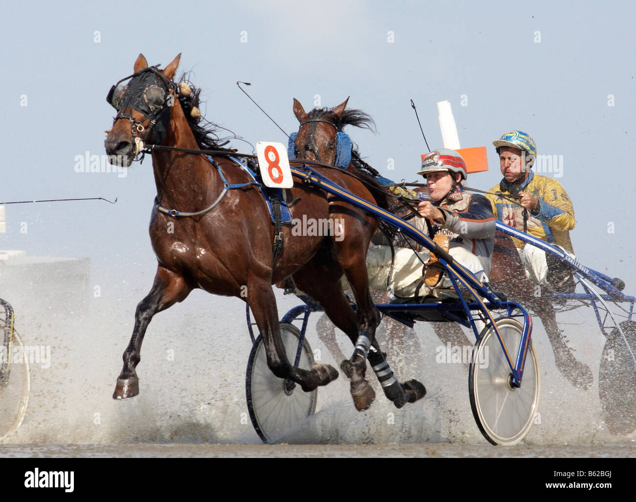  Trotting race, Duhner Wattrennen, Duhnen Trotting Races 2008, the only Bildidee 