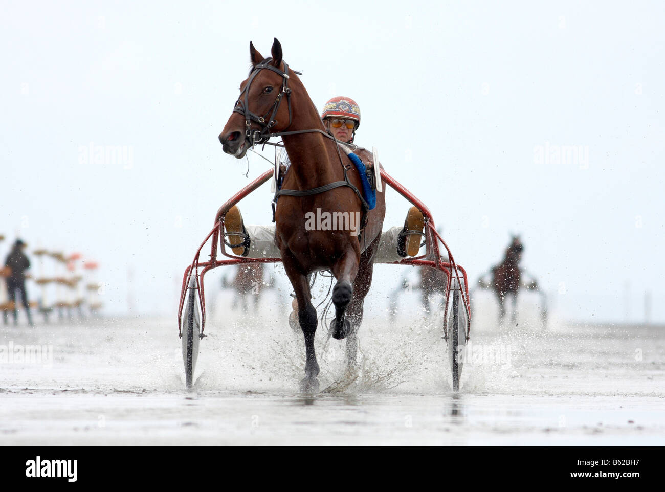  Trotting racer, trotter, Duhner Wattrennen, Duhnen Trotting Races 2008 