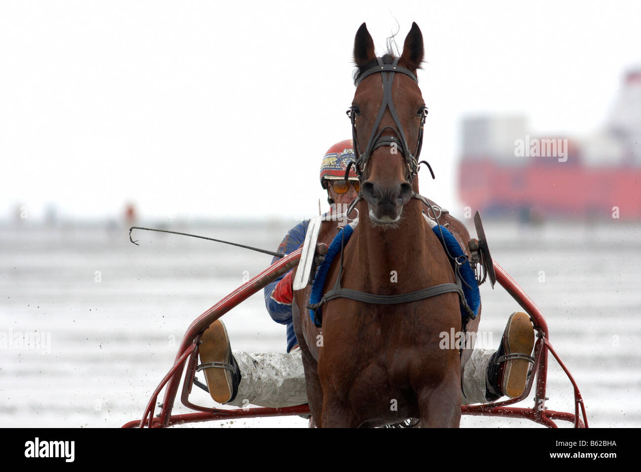 Trotting racer, Duhner Wattrennen, Duhnen Trotting Races 2008, the only horse race in the world on the sea bed, Cuxhaven, Lower Stock Photo