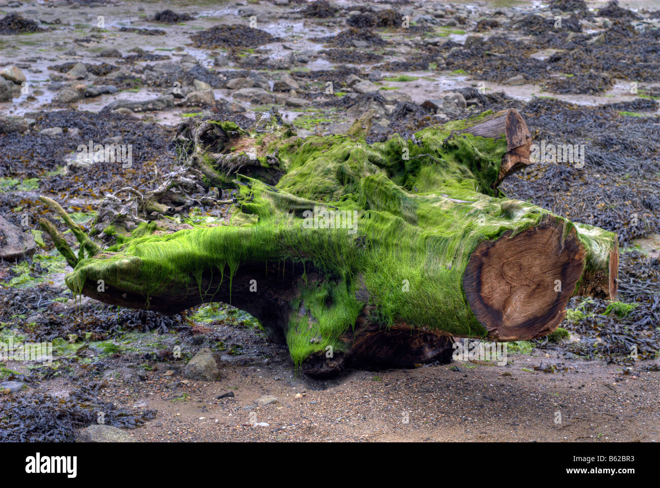 Green algae covering part of a tree stump, Brittany, France, Europe Stock Photo