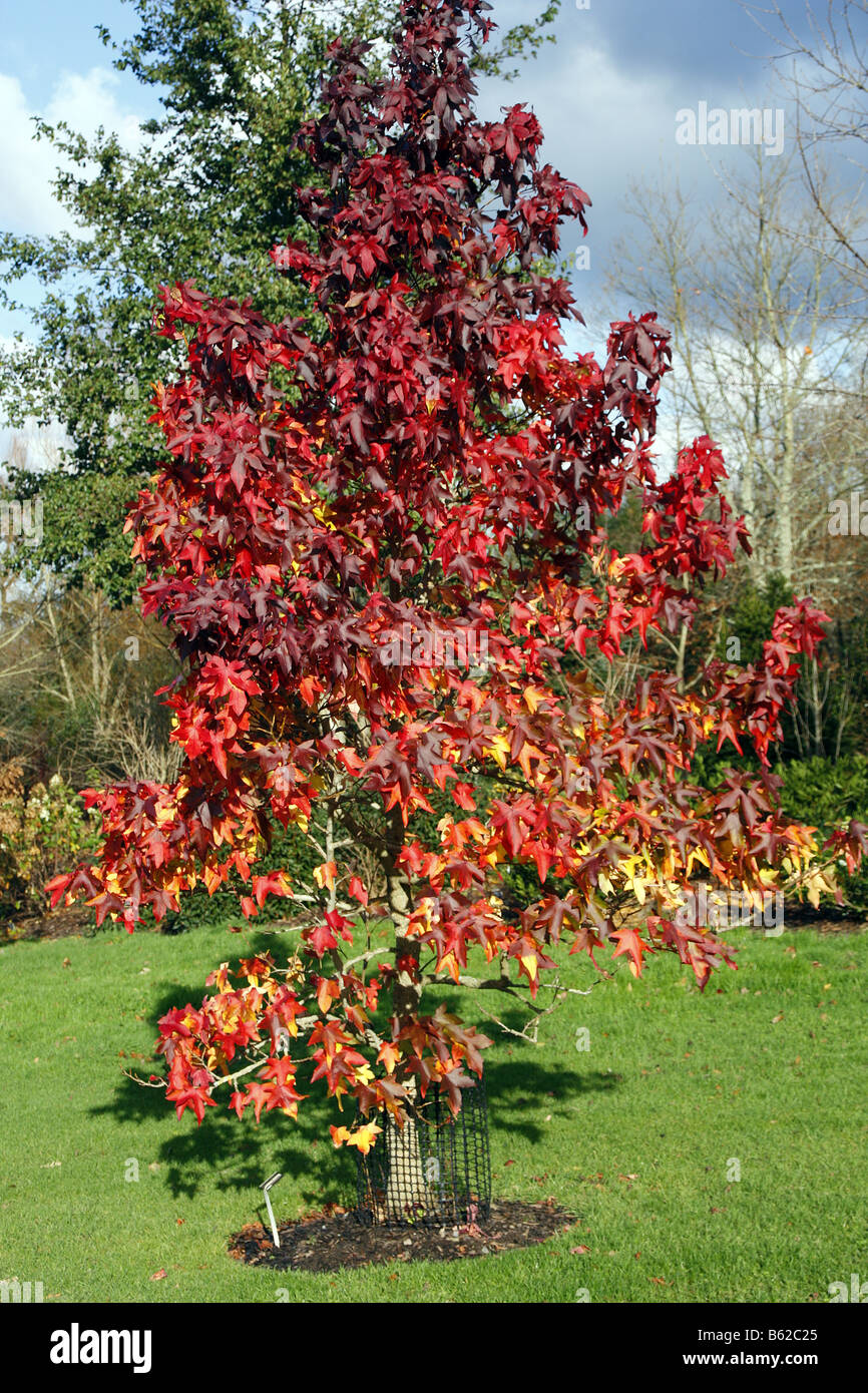 LIQUIDAMBAR STYRACIFLUA LANE ROBERTS AGM AT RHS ROSEMOOR Stock Photo