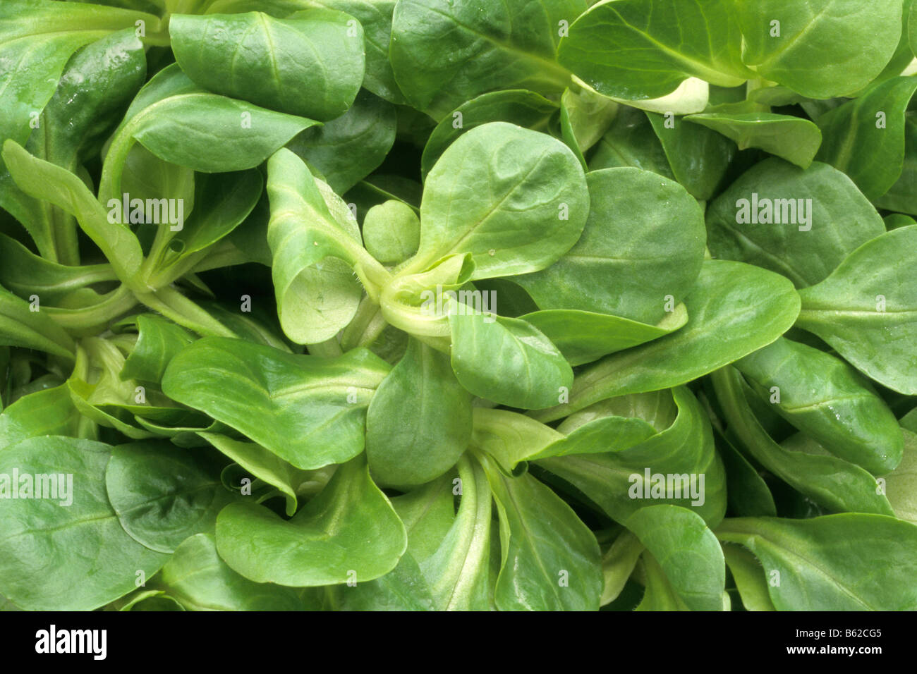Italian Corn Salad (Valerianella eriocarpa), leaves seen from above Stock Photo