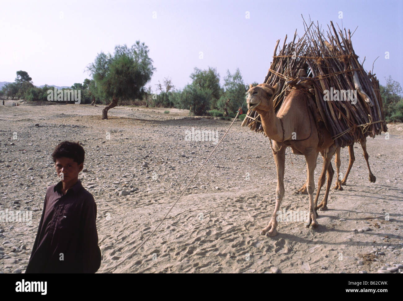 The camel is a common beast of burden in the arid province of