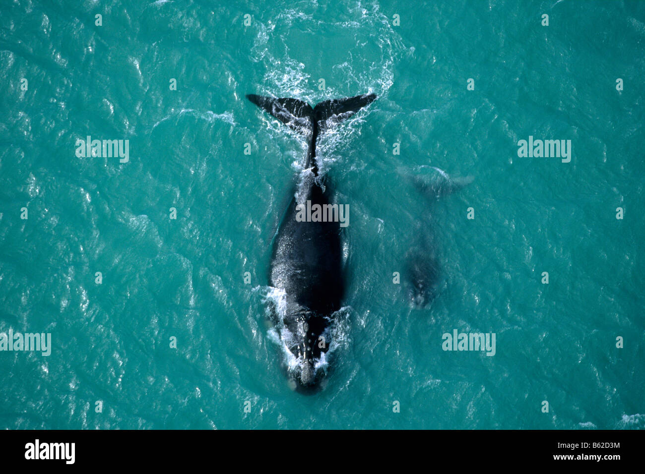 Southern Right Whale (Balaena glacialis australis, Eubalaena australis), mother and calf, aerial view. Stock Photo