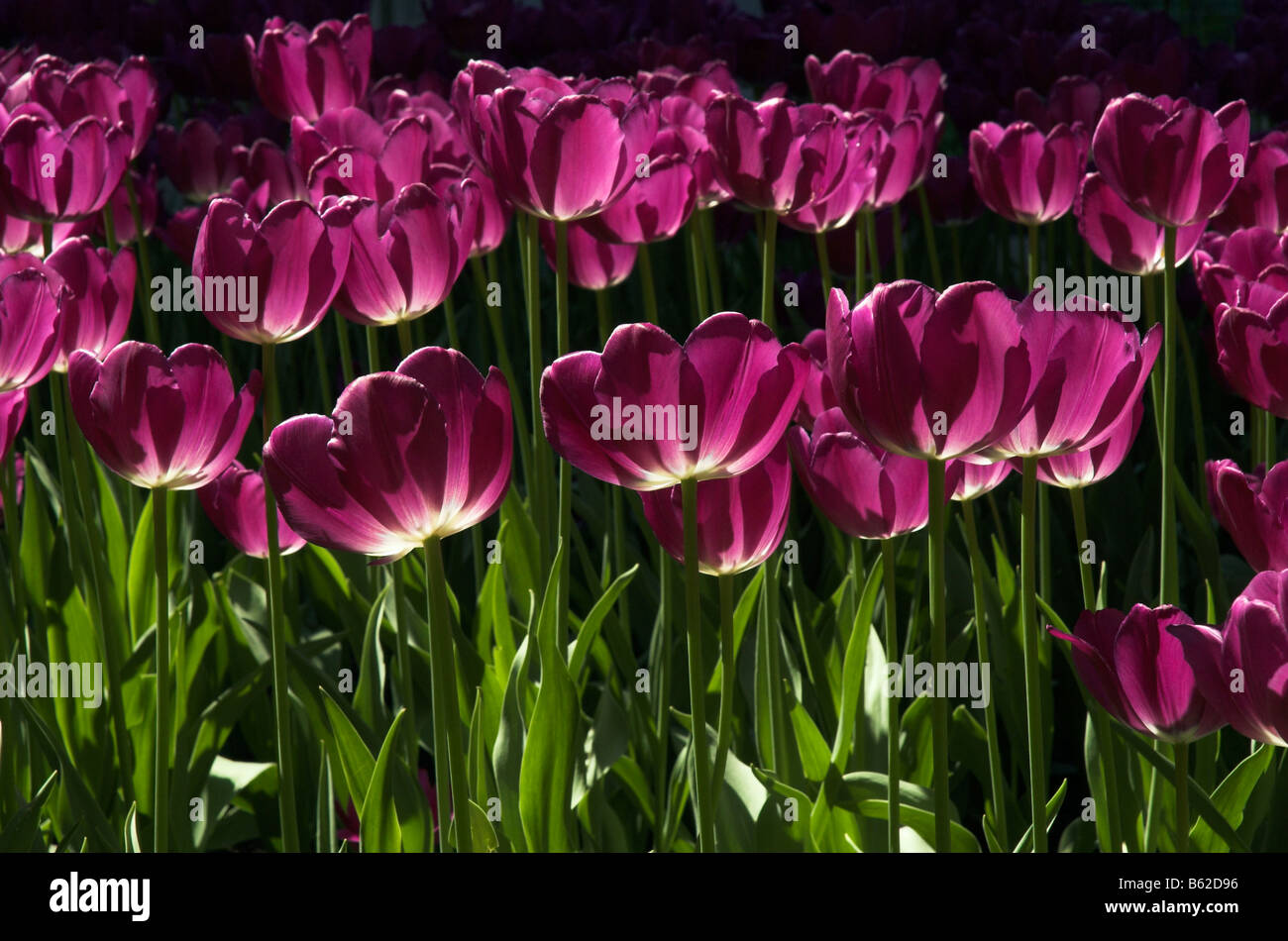 Purple tulips glowing in the sun Stock Photo