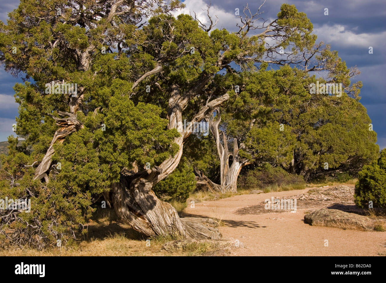 Juniper trees, Black Canyon of the Gunnison National Park, Colorado