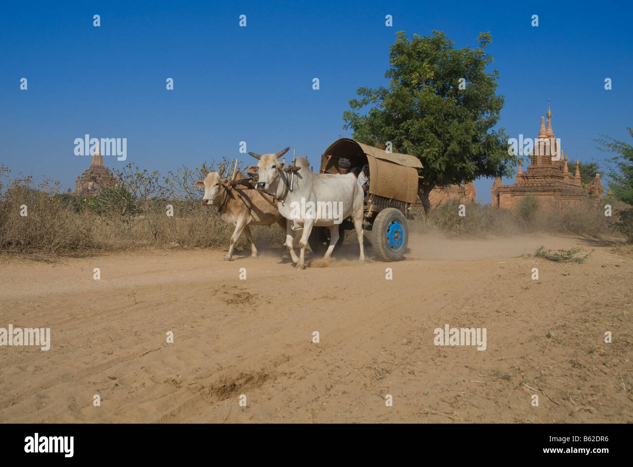 Ox carriage on a dustry road Bagan Pagan Myanmar Burma Stock Photo