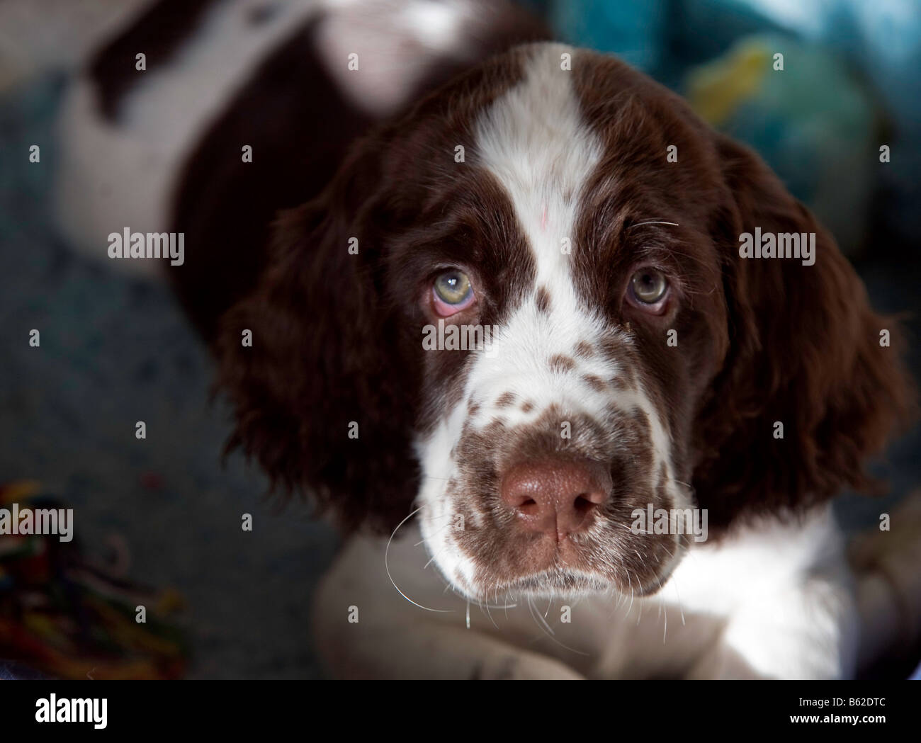 dog looking into the camera Stock Photo - Alamy