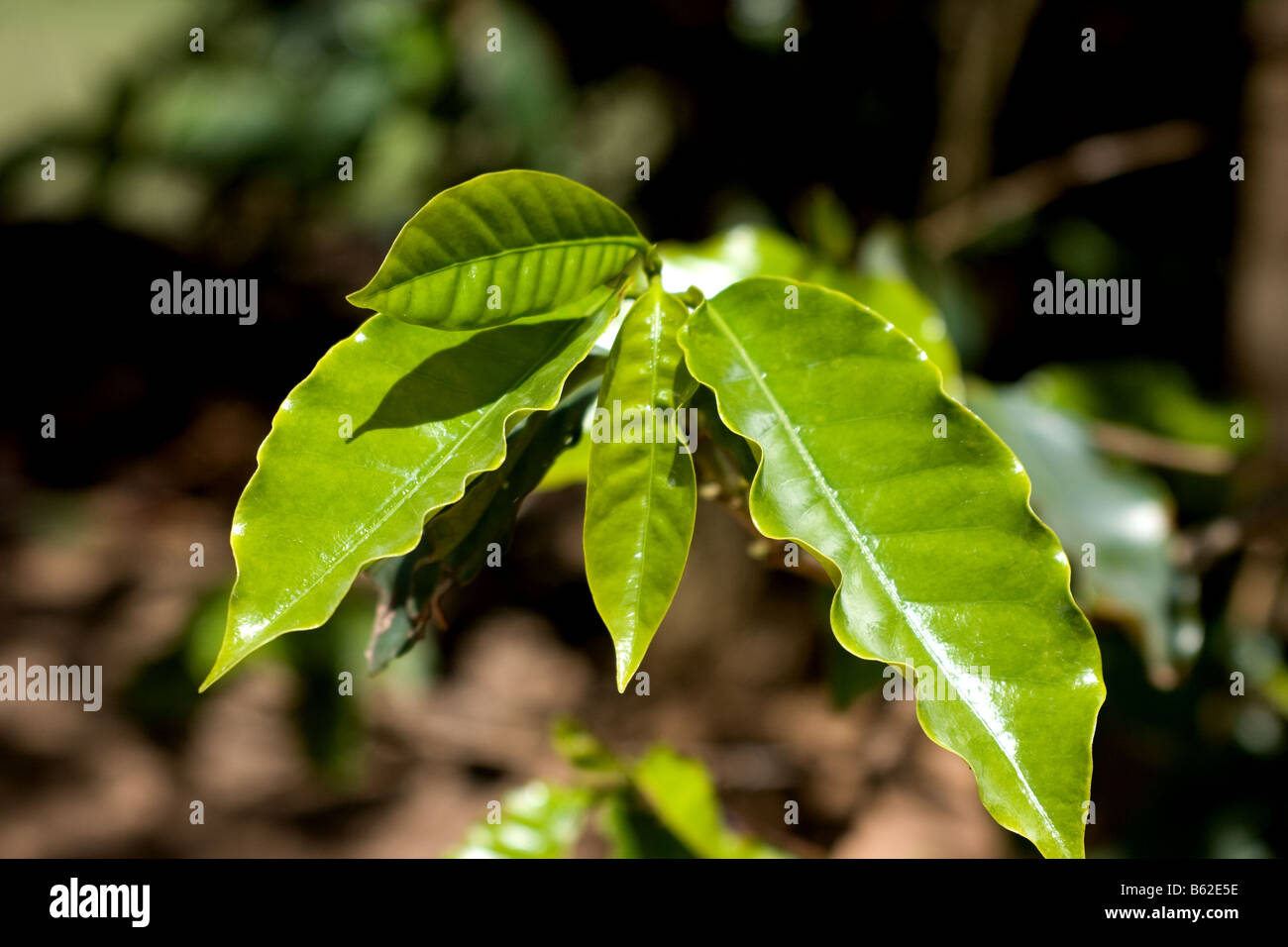 Coffee plant hires stock photography and images Alamy