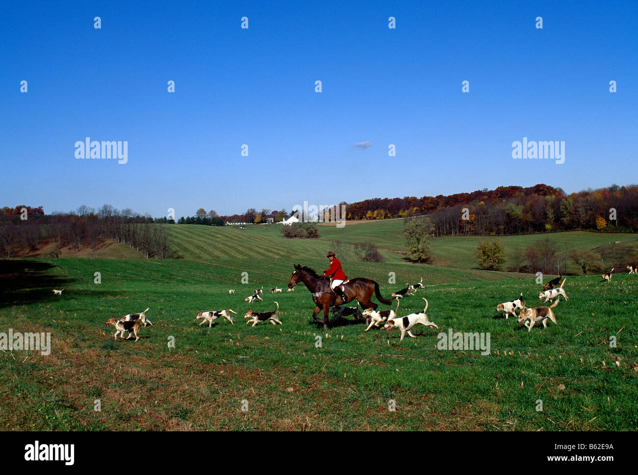 Hunting fox cheshire hires stock photography and images Alamy