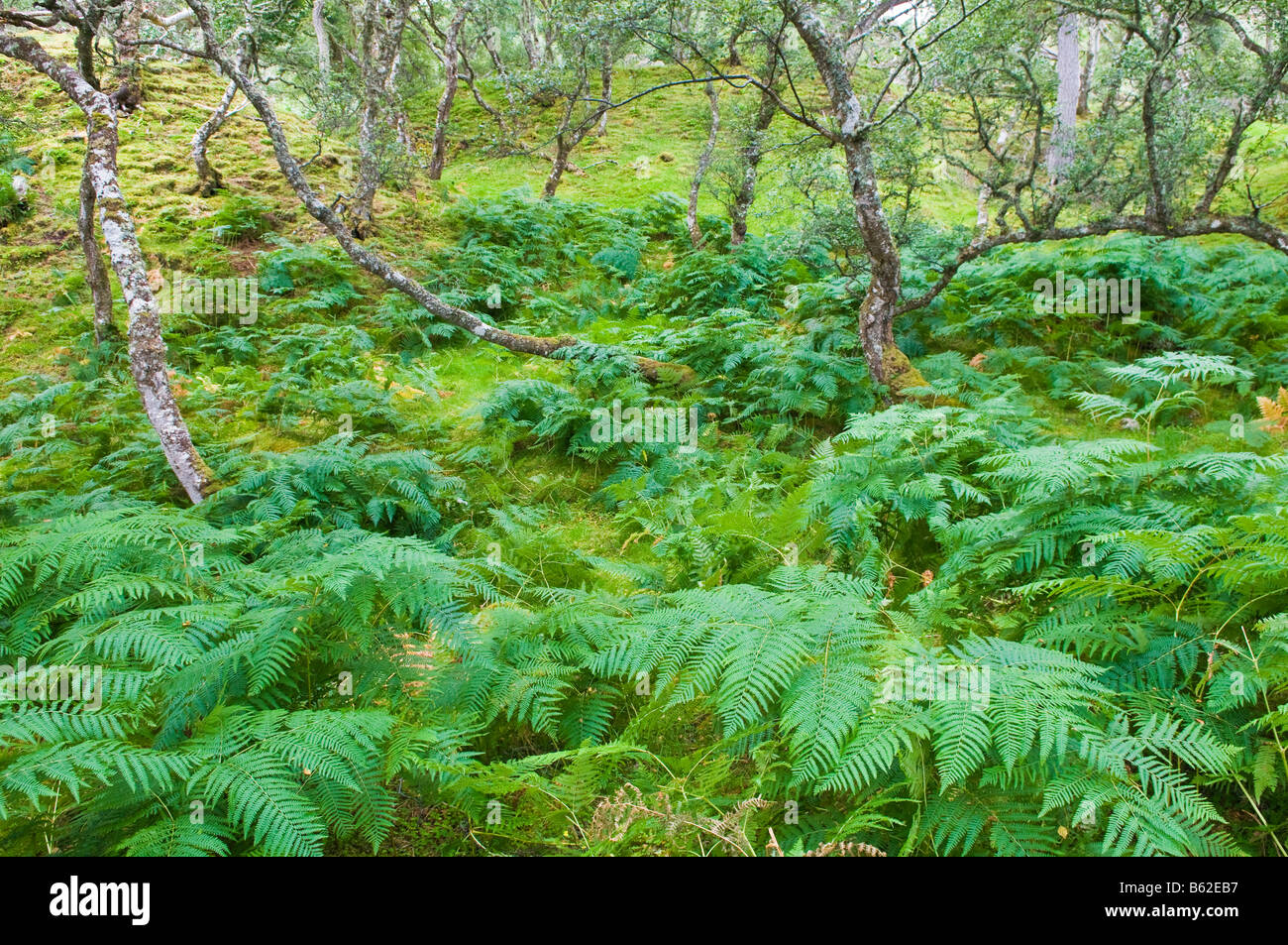 Ferns & trees on the shores of Loch An Draing, Scotland, UK Stock Photo